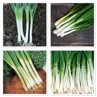 เมล็ดพันธุ์ ต้นหอมญี่ปุ่น (Tokyo Long White Bunching Onion Seed) บรรจุ 150 เมล็ด