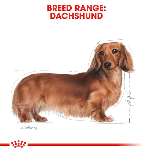 petclub-royal-canin-dachshund-adult-อาหารเม็ดสุนัขพันธุ์ดัชชุน-ขนาด-1-5kg-7-5kg
