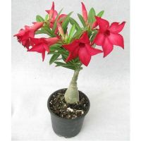 10 เมล็ด เมล็ดพันธุ์ Bonsai ชวนชม สายพันธุ์ไต้หวัน สีแดง Adenium Seed กุหลาบทะเลทราย Desert Rose ราชินีบอนไซ มีคู่มือปลูก นำเข้าจากไต้หวัน