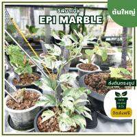 Chanrak.plants ต้นใหญ่ อิพิมาร์เบิ้ล Epi Marble จัดส่งฟรี