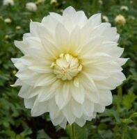 1 หัว/ออเดอร์ รักเร่ Dahlia Bulbs สายพันธุ์ Frozen หัวรักเร่ ดอกไม้ หัวหน่อ เหง้า นำเข้า เนเธอร์แลน หัวสดใหม่