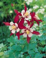 เมล็ดพันธุ์ Garden Seeds โคลัมไบน์ aquilegia vulgaris var. stellata columbine barlow 50 เมล็ด เมล็ดพันธุ์ Garden Seedsนำเข้าจาก อังกฤษ