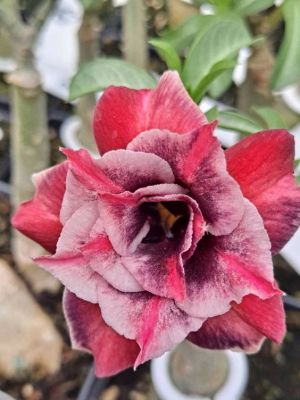 5 เมล็ด ชวนชม ลั่นทม ลั่นทมยะวา กุหลาบทะเลทราย ไต้หวัน สายพันธุ์ Sabrina สีแดง Adenium obesum Desert rose Seed ปลูกเลี้ยงง่าย ทนต่อสภาพแห้งแล้ง