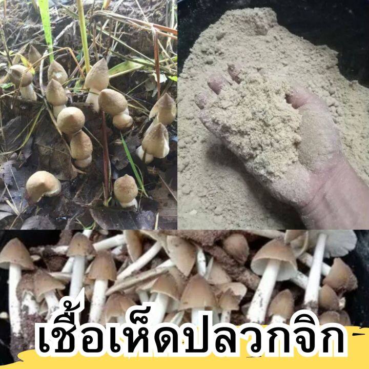 หัวเชื้อเห็ดปลวกจิก-แบบผง-เชื้อเห็ดปลวกจิก-เชื้อเห็ด-ผลิตจากจาวปลวกแท้100-รับประกันออกดอก