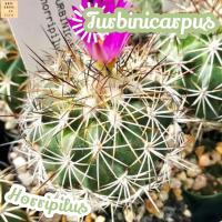 [เทอร์บิ ฮอร์ริพิลัส] Turbinicarpus Horripilus แคคตัส ต้นไม้ ไม้หนาม ไม้ทนแล้ง กุหลาบหิน ไม้อวบน้ำ พืชอวบน้ำ succulent cactus กระบองเพชร ของขวัญ