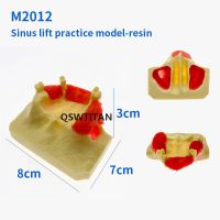 New Dental Sinus Lift Practice Teeth Model Typodont Study Model #2012 Teeth Model