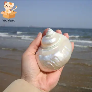 Seashell - Best Price in Singapore - Jan 2024