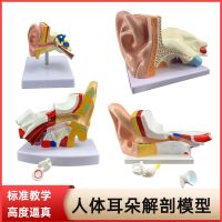 Human ear anatomic model structure within the ears auditory system otolaryngology show the teaching models of the ear