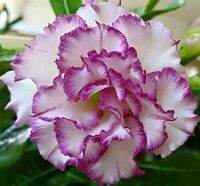 10 เมล็ด เมล็ดพันธุ์ Home Plant Seed ชวนชม สายพันธุ์ไต้หวัน สีม่วง Adenium Seed กุหลาบทะเลทราย Desert Rose ราชินีบอนไซ มีคู่มือปลูก นำเข้าจากไต้หวัน