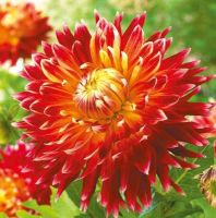 1 หัว/ออเดอร์ รักเร่ Dahlia Bulb สายพันธุ์ Akita หัวรักเร่ ดอกไม้ หัวหน่อ เหง้า นำเข้า เนเธอร์แลน หัวสดใหม่