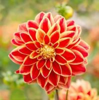 1 หัว/ออเดอร์ รักเร่ Dahlia สายพันธุ์ Caballero Dahlia หัวรักเร่ ดอกไม้ หัวหน่อ เหง้า นำเข้า เนเธอร์แลน หัวสด