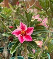 8 เมล็ด เมล็ดพันธุ์ ชวนชม สายพันธุ์ Mini Pink สีชมพู Desert Rose Adenium Seed กุหลาบทะเลทราย ราชินีบอนไซ มีคู่มือปลูก ปลูกประดับบ้าน เป็นมงคล