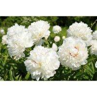 20 เมล็ด เมล็ดโบตั๋น ดอกโบตั๋น ดอกพีโอนี (Peony) สีขาว White Peony ดอกไม้นี้​เป็นสัญลักษณ์ของความมั่งคั่งร่ำรวย ความซื่อสัตย์ อัตรางอก 70-80%