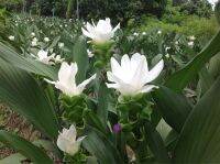 2 เหง้า ว่าน ปทุมมา กระเจียวบัว, ขมิ้นโคก หรือ ทิวลิปสยาม (Siam tulip) ดอกบัวสวรรค์ ปลูกไว้ไหว้บูชาพระดีนักแล.