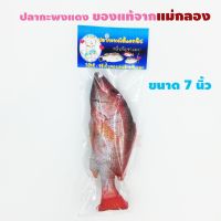 narak..New Special Price!!.. อุปกรณ์สัตว์เลี้ยง◄☑✾ของเล่นแมว ปลากระพงแดงแคทนิป ขนาด7 นิ้ว​(ถ้าไม่ได้ระบุ ราคาต่อ1ชิ้นนะค๊ะ) ( สอบถามรายละเอียดทักแชทนะคะ )