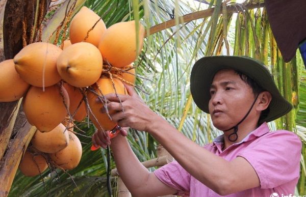 มะพร้าวไฟ-ของดีที่แม่แนะนำ-มะพร้าวห้าว-ขายทั้งเป็นลูก-และปอกเปลือกเก็บสด