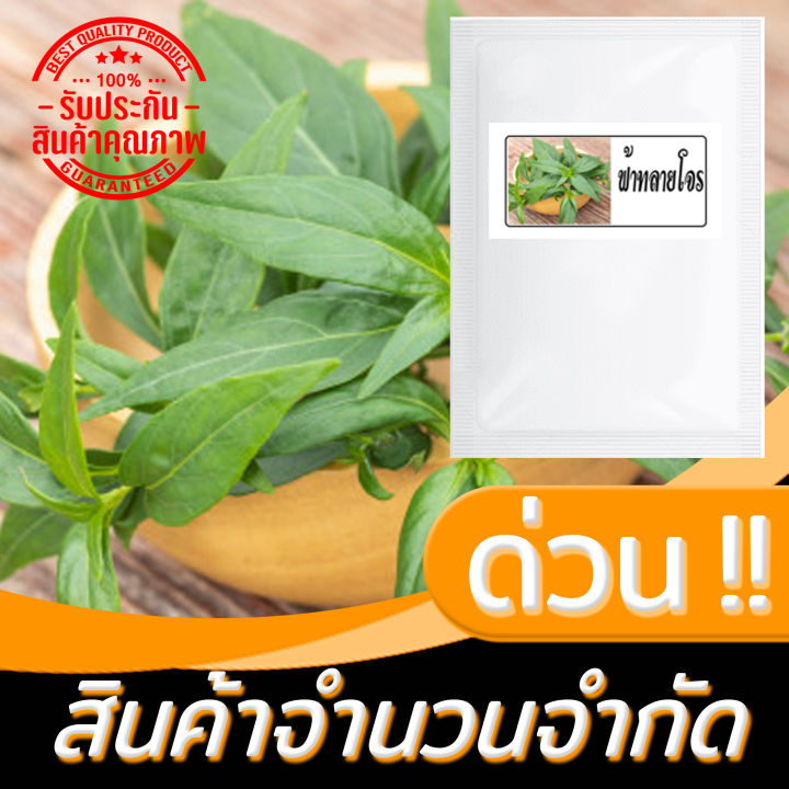 เมล็ดฟ้าทะลายโจร-บรรจุจำนวน500เมล็ด-ราคา80บาท-รีบหน่อยนะคะ-สินค้ามีน้อย-รีบปลูกนะคะ