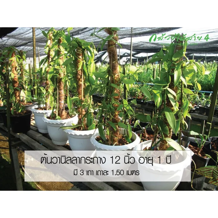 ส่งฟรี…!!ต้นวานิลลาสายพันธุ์แพลนนิโฟเลีย กระถาง 12 นิ้ว (PLANIFOLIA