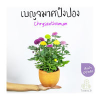 Treeno.9 T340 เบญจมาศปิงปอง ดอกมีหลายสี ใน 1 กระถาง (Chrysanthemum) กระถาง 6 นิ้ว / สูง 30-40 ซม. / ไม้ประดับ ไม้ดอก ไม้มงคล (ต้นไม้)