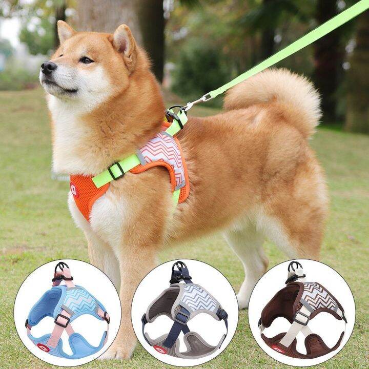 Shiba inu 2024 leash pull