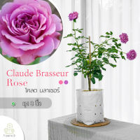 Treeno.9 T350 Claude Brasseur Rose​ ดอกสีม่วงโทนชมพู ต้นใหญ่ ถุง  8 นิ้ว สูง 60-70 ซม. (กุหลาบ โคลดบลาเซอร์​)​ ไม้ดอกประดับดอกสวยออกดอกตลอดทั้งปี (ต้นไม้)