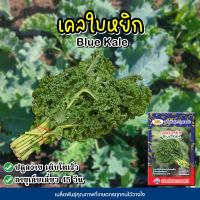 เมล็ดเคลใบหยิก Blue Kale ตราภูเขาทอง ปริมาณ100เมล็ด เมล็ดพันธุ์เคลใบหยิก เมล็ดเคล เมล็ดพันธุ์เคล เมล็ดคะน้าเคลใบหยิก เคลลี่บูล