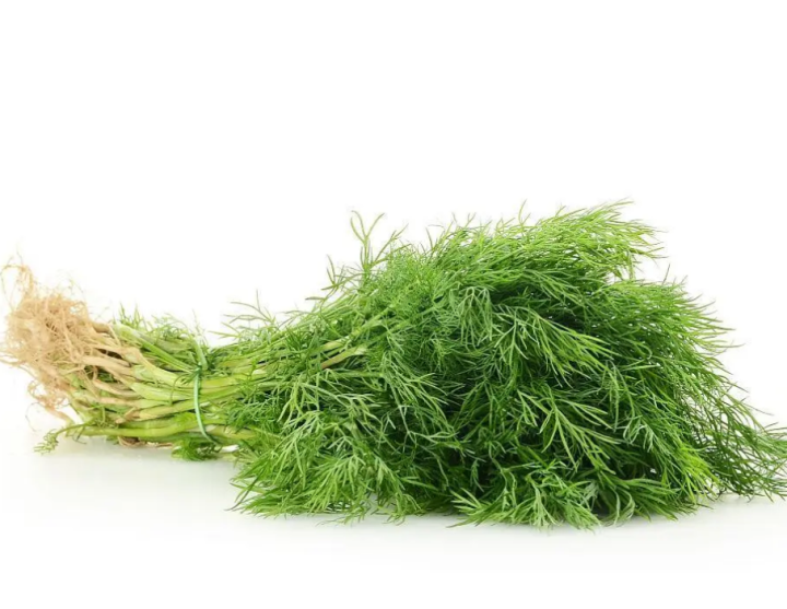 Dill Herbs and Spices Seeds/Easy To Grow In Philippines Lazada PH