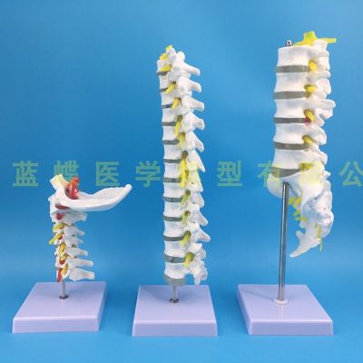 1 spinal model of human body skeleton model vessels thoracic vertebrae of lumbar nerve medical teaching