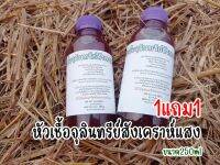 หัวเชื้อจุลินทรีย์สังเคราะห์แสงสูตรเข้มข้น 1แถม1