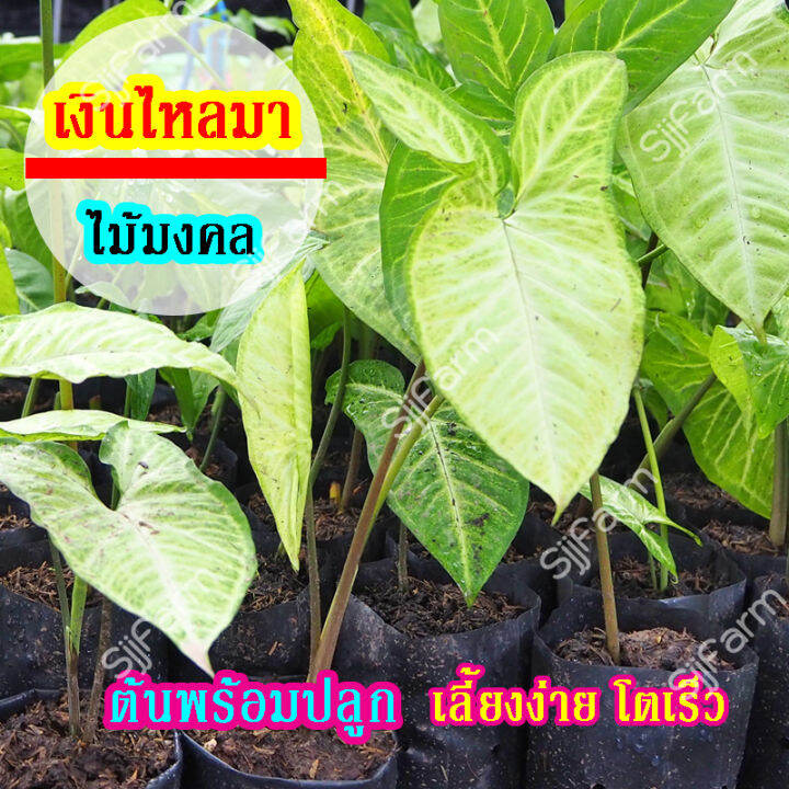 1-ต้น-ต้นไม้มงคล-ต้นเงินไหลมา-ต้นไม้ฟอกอากาศ-ปลูกไว้ในบ้าน-คละต้นส่ง-สินค้าพร้อมจัดส่ง