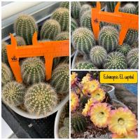 โปรโมชั่น หน่อชำ มีรากแล้ว ถอนส่ง แคคตัส/กระบองเพชร Cactus อิชอนอป Echinopsis EL capital ราคาถูก  แคคตัส กระบองเพรช ตะบองเพรช ไม้จิ๋ว ไม้ตั้งโต๊ะทำงาน ไม้ประดับ ไม้มงคล ไม้ดอก