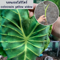 1 ต้น colocasia yellow widow หรือราชินีฟาโรห์เหลือง กระดูกใบเหลืองสวย เด่น ส่งแบบตัดใบออก สินค้าพร้อมจัดส่ง