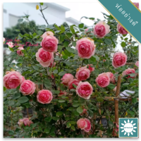 30 เมล็ด เมล็ดพันธุ์ กุหลาบพวง Floribunda Rose seed สีชมพู ดอกหอม นำเข้าจากต่างประเทศ พร้อมคู่มือ เมล็ดใหม่