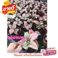 ( Pro+++ )++ ออมชมพู pink syngonium ออมเงินออมทอง ต้นไม้มงคล เสริมเรื่องเงินทอง ใบสวยสีหวานสดใส เอาใจสายมินิมอล ส่งพร้อมกระถาง 3" ราคาดี ต้นไม้ ฟอก อากาศ กระถาง ต้นไม้ ไม้ ประดับ ต้นไม้ ปลูก ใน บ้าน