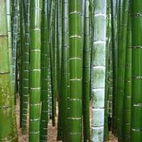 ขายถูก 100 เมล็ด เมล็ดไผ่Moso ไผ่โมโซ moso bamboo Phyllostachys Pubescens ไผ่ลำเดี่ยว ไผ่ bamboo สารสกัดจากไผ่ พืชเศรษฐกิจ สายพันธุ์ไผ่ ถ่านไม้ไผ่