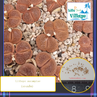 Lithops aucampiae (10 เมล็ด)