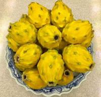 ตรงตามสายพันธุ์แท้ 100% กิ่งพันธุ์แก้วมังกรเหลืองเอกวาดอร์ Yellow Dragon fruit from Ecuador จากเมือง Palora