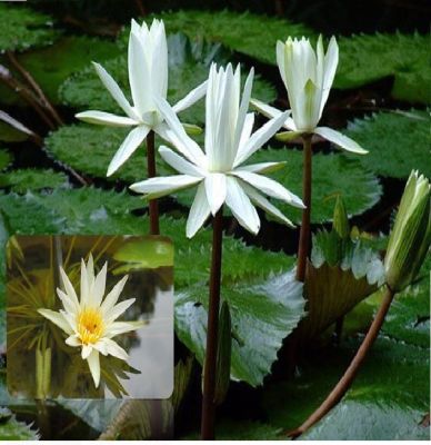 เมล็ดบัว 5 เมล็ด ดอกสีขาว ดอกเล็ก พันธุ์แคระ จิ๋ว ของแท้ 100% เมล็ดพันธุ์ Seeds Bonsaiบัวดอกบัว ปลูกบัว เม็ดบัว สวนบัว บัวอ่าง Lotus Seed.