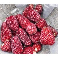 เมล็ดพันธุ์ ข้าวโพด สตรอเบอรี่ ป็อปคอร์น ( Strawberry Corn Seed ) บรรจุ 10 เมล็ด คุณภาพดี ราคาถูก ของแท้