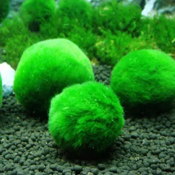 1pc Aquarium Moss Ball Filter Plastic Aquatic Pet Supplies
