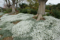 เมล็ดพันธุ์  สโนว์ อิน ซัมเมอร์ Cerastium tomentosum snow in summer 200 เมล็ด เมล็ดพันธุ์นำเข้าจาก อังกฤษ