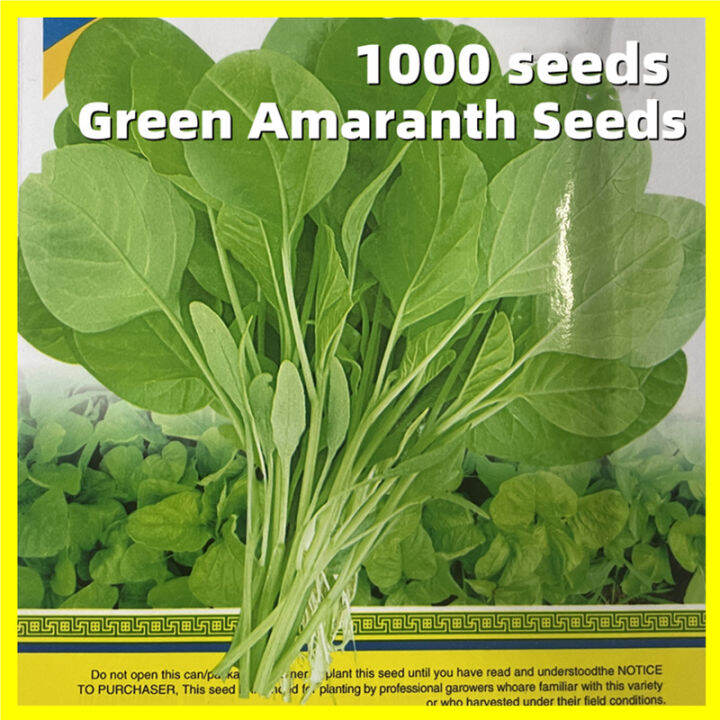 Green Amaranth Seeds 1000 Seeds Local Green Spinach Seeds Green