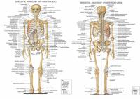 โครงกระดูกระบบโครงร่างร่างกายมนุษย์ศิลปะการแพทย์พิมพ์ฟิล์มโปสเตอร์ผ้าไหมของตกแต่งผนังบ้าน