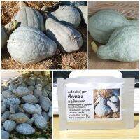 โปรดี!! เมล็ดพันธุ์ ฟักทอง บลูฮับบาร์ด (Blue Hubbard Squash Seed) บรรจุ 10 เมล็ด คุณภาพดี Wow สุด