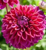 1 หัว/ออเดอร์ รักเร่ Dahlia Flower Bulb สายพันธุ์ Diva หัวรักเร่ ดอกไม้ หัวหน่อ เหง้า นำเข้า เนเธอร์แลน หัวสดใหม่