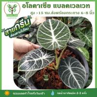 ต้นอโลคาเซีย แบลคเวลเวท ใบกำมะหยี่ Alocasia Black Velvet ในกระถาง 4-6 นิ้ว ลายสวยมาก