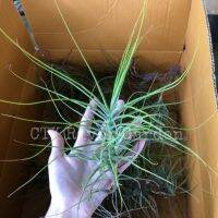 Tillandsia Schiedeana minor