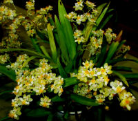 ออนซีเดี่ยม ทวิงเกิล กล้วยไม้แคระ ต้นเล็กน่ารัก มีหลายสี มีกลิ่นหอม Oncidium Twinkle