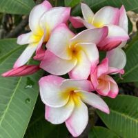 10 เมล็ด ลีลาวดี Frangipani , Pagoda Tree, Hawaii Plumeria ฮาวาย สายพันธุ์ Mary Helen Plumeria สีชมพู ต้นไม้มงคล นิยมปลูกจัดสวน