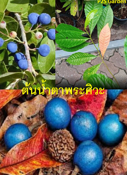 ต้น-รุทรักษะ-น้ำตาพระศิวะ-rudraksha-ไซส์ใหญ่-สูง-90-130-ซ-ม-อายุ-2-ปี